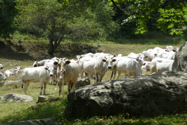 Pellegrinaggio a Castelmagno