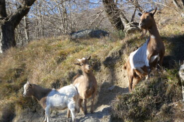 Solennità dell’Epifania